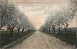 Railroad Ave. (Spring Scene) Almonds in Bloom Postcard