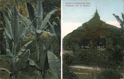 Scenes at Piedmont Park in Winter Postcard