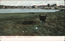 Scene on Lake Merritt Postcard