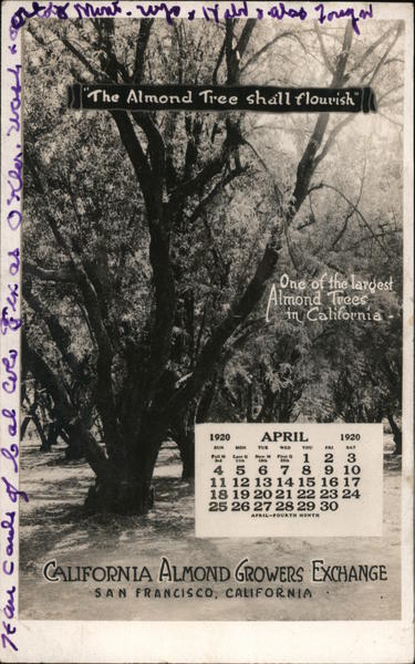 California Almond Growers Exchange April 1920 Calendar San Francisco