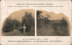 Before and After Irrigation - Palermo, California Postcard
