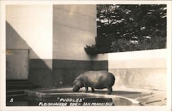 "Puddles" Fleishhacker Zoo San Francisco, CA Postcard Postcard Postcard