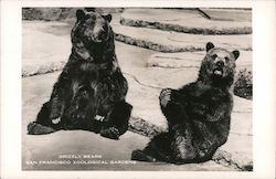 Grizzly Bears San Francisco Zoological Gardens Postcard