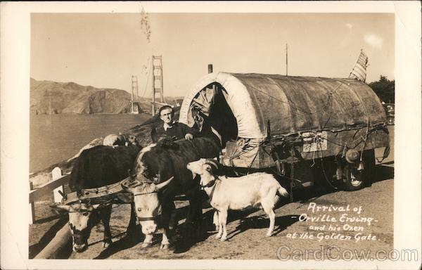Arrival of Orville Erving and his Oxen at the Golden Gate San Francisco California