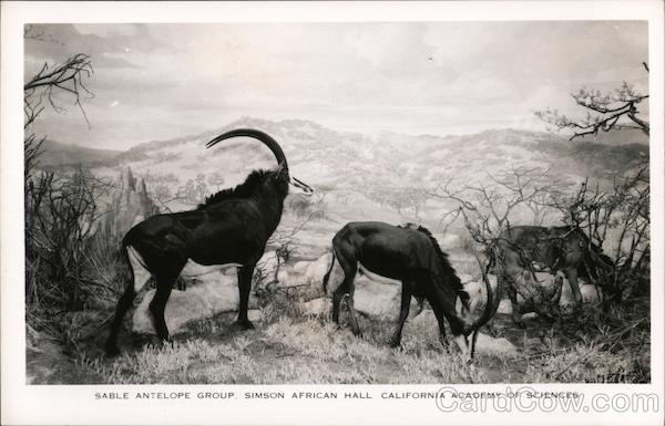 Sable Antelope Group Simson African Hall California Academy Of Sciences San Francisco