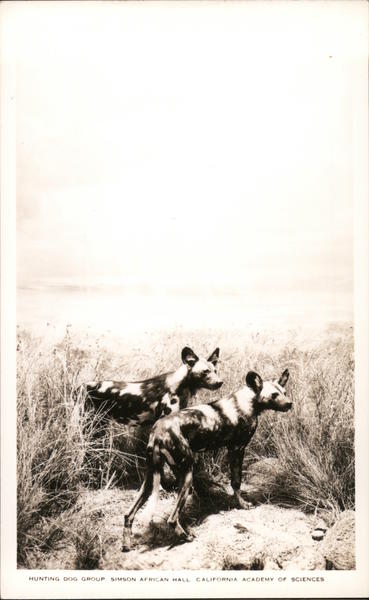 Hunting Dog Group - California Academy of Sciences San Francisco