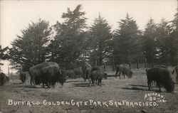 Buffalo Golden Gate Park San Francisco, CA Postcard Postcard Postcard
