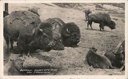 Buffalo - Golden Gate Park San Francisco, CA Piggatt Postcard Postcard Postcard