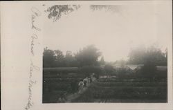 View of Park Postcard