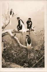 Colobus Monkey Group, Simson African Hall, California Academy of Sciences Postcard