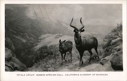 Inyala Group, Simson African Hall, California Academy of Sciences San Francisco, CA Postcard Postcard Postcard