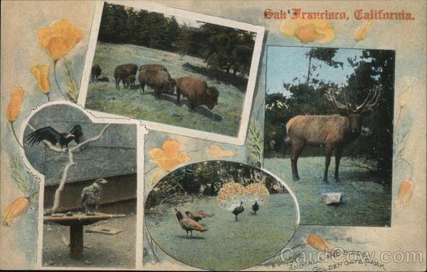 Animals and Birds - Golden Gate Park San Francisco California