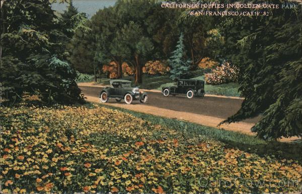 California Poppies in Golden Gate Park San Francisco