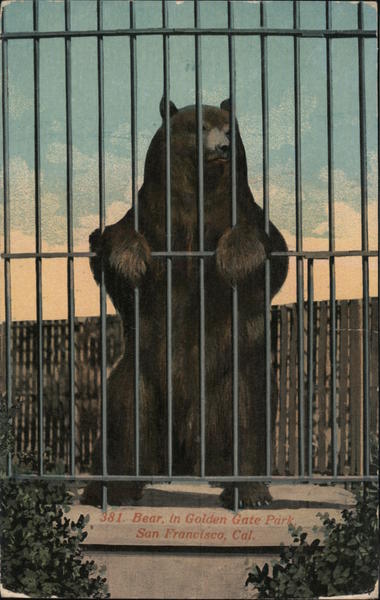 Bear, in Golden Gate Park San Francisco California