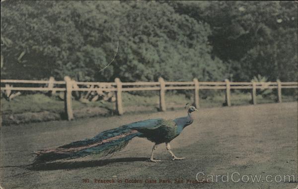 Peacocks in Golden Gate Park San Francisco California
