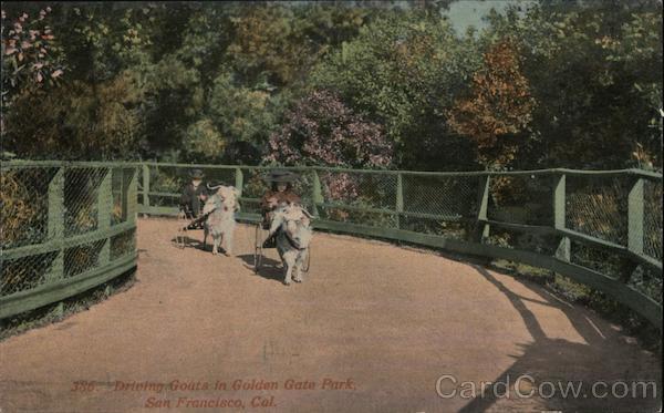 Driving Goats in Golden Gate Park San Francisco California