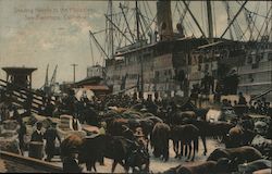 Sending Horses to the Philippines Postcard