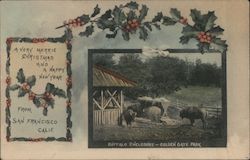Buffalo Enclosure - Golden Gate Park Postcard