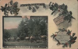 Elks Paddock - Golden Gate Park Postcard