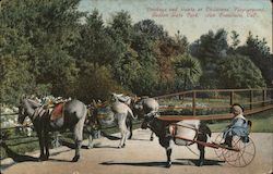 Donkeys and Goats at Children's Playground - Golden Gate Park Postcard