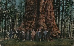Men Gathered Around Redwood Tree Postcard