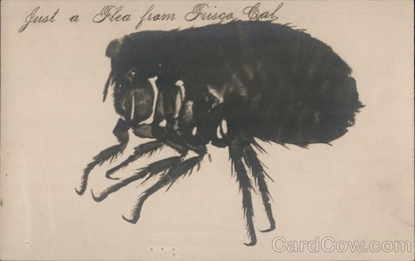 Just a Flea from Frisco Cal. San Francisco California