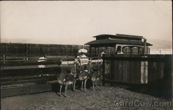 Golden Gate Ostrich Farm San Francisco California