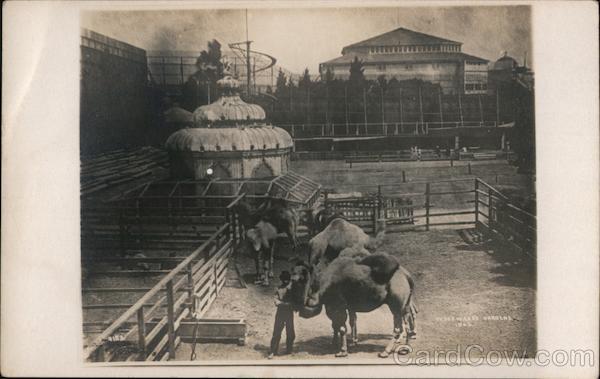 Camels at Woodward's Gardens San Francisco California