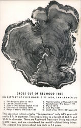 Cross Cut of Redwood Tree on Display at Cliff House Gift Shop San Francisco, CA Postcard Postcard Postcard