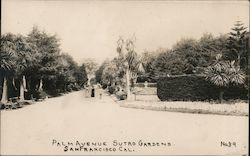Palm Avenue Sutro Gardens Postcard