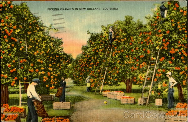 Picking Oranges In New Orleans Louisiana