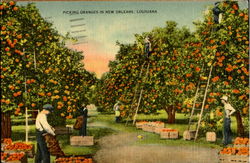 Picking Oranges In New Orleans Louisiana Postcard Postcard