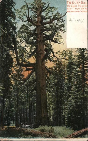 The Grizzly Giant California