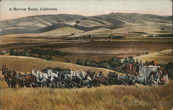 A Harvest Scene California