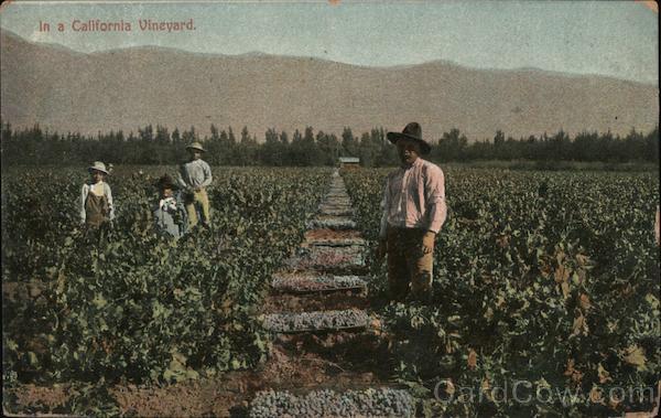 In a California Vineyard