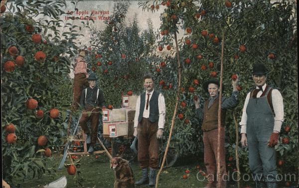 An Apple Harvest in the Golden West California
