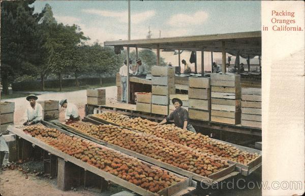 Packing Oranges California