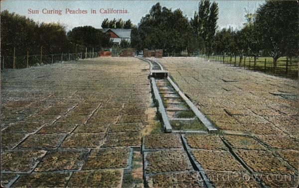 Sun Curing Peaches in California
