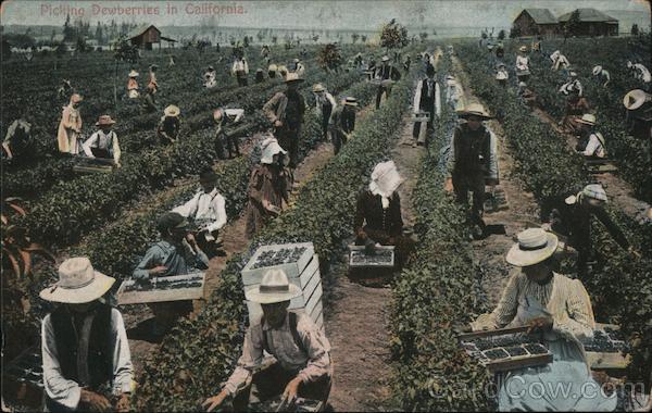 Picking Dewberries in California