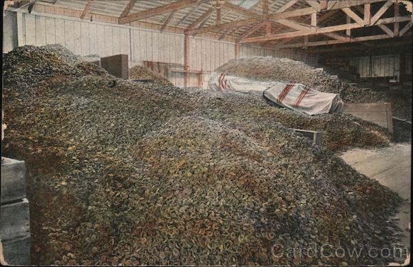 Fifty Thousand Dollars Worth of Dried Peaches California