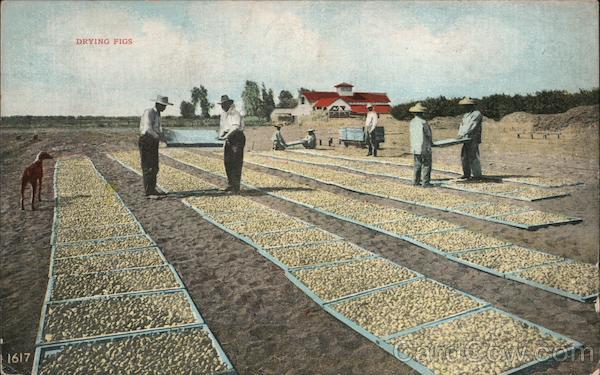 Drying Figs California