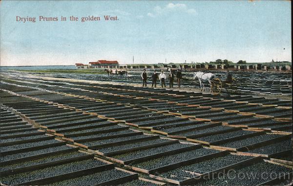 Drying Prunes in the Golden West California