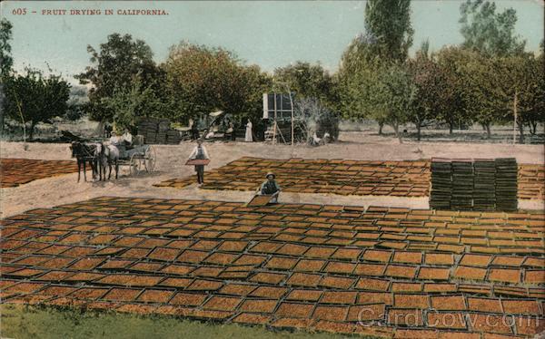 Fruit Drying California