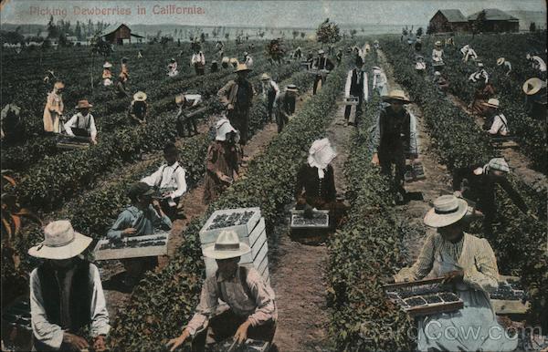Picking Dewberries in California