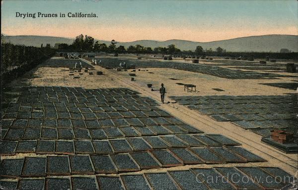 Drying Prunes in California