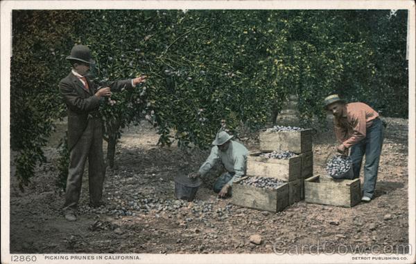 Picking Prunes in California