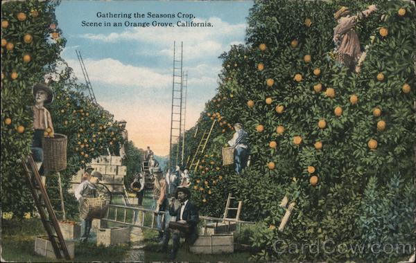 Gathering the Seasons Crop. Scene in an Orange Grove California