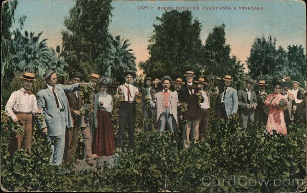 Raisin Industry. A Vineyard California