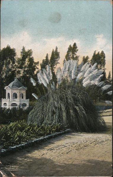 Pampas Plums, East Lake Park Los Angeles California