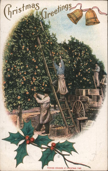 Christmas Greetings - People Picking Oranges California